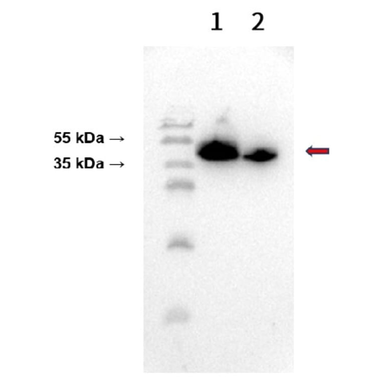 Western Blot - Anti-CD38 Antibody [DM28] - BSA and Azide free (A318665) - Antibodies.com