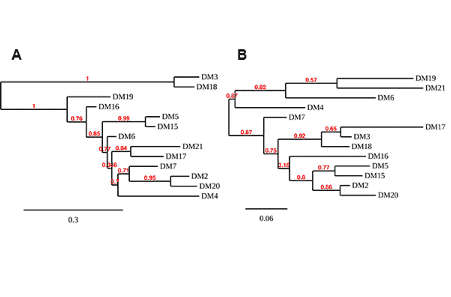 Flow Cytometry - Anti-BCMA Antibody [DM16] - Azide free (A318668) - Antibodies.com