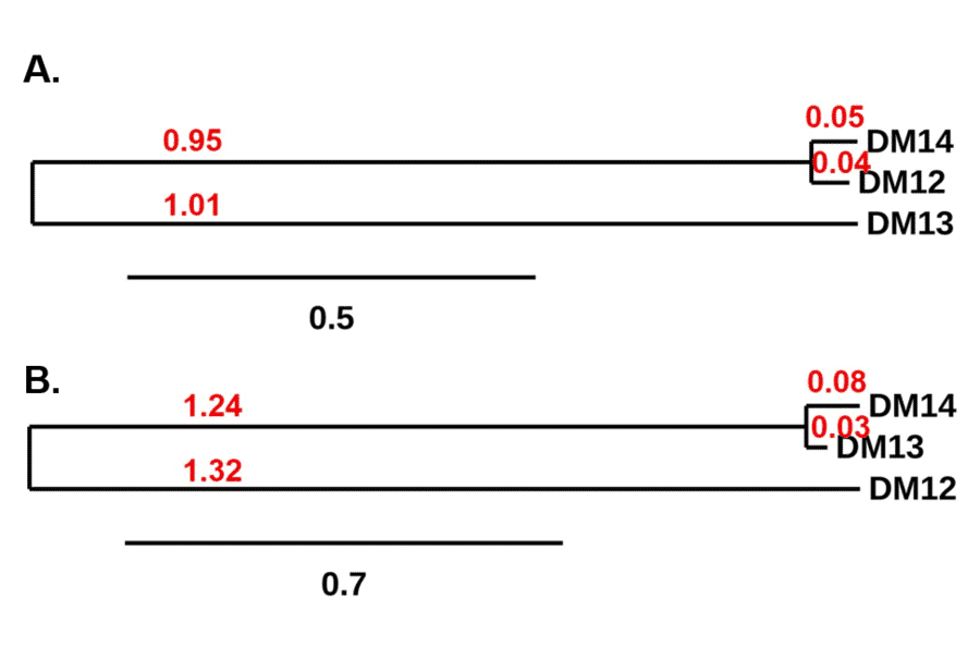 Phylogenetic Analysis - Anti-CD22 Antibody [DM13] - BSA and Azide free (A318673) - Antibodies.com