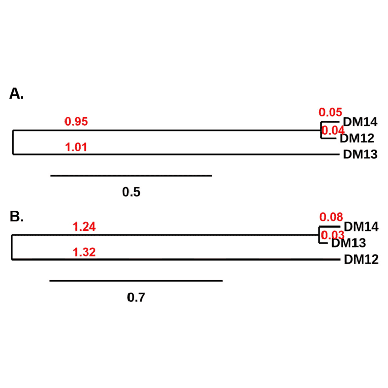 Phylogenetic Analysis - Anti-CD22 Antibody [DM13] - BSA and Azide free (A318673) - Antibodies.com