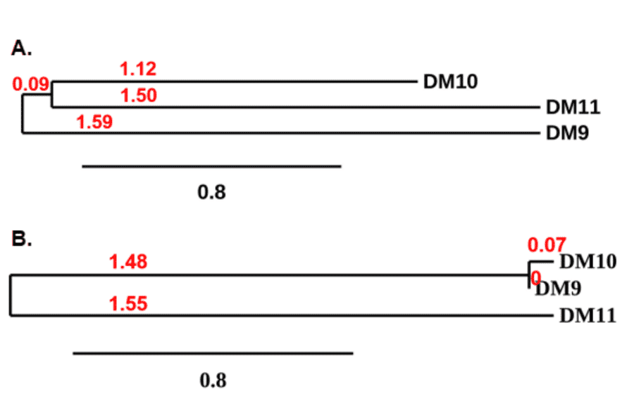 Phylogenetic Analysis - Anti-SLAMF7/CS1 Antibody [DM9] - BSA and Azide free (A318676) - Antibodies.com