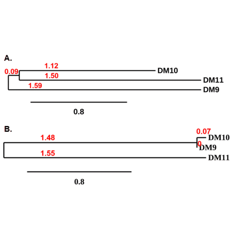 Phylogenetic Analysis - Anti-SLAMF7/CS1 Antibody [DM9] - BSA and Azide free (A318676) - Antibodies.com
