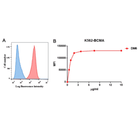 Flow Cytometry - Anti-BCMA Antibody [DM6] - Azide free (A318678) - Antibodies.com
