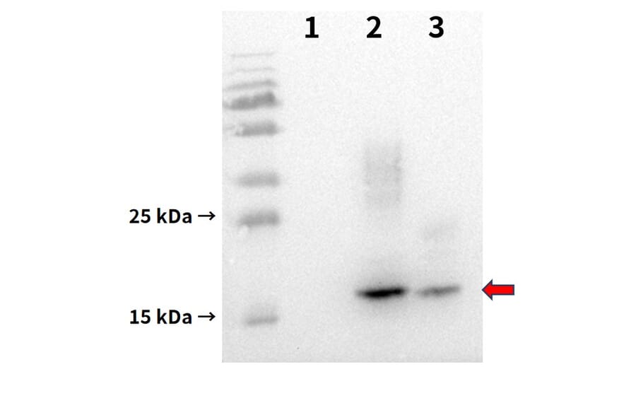 Western Blot - Anti-BCMA Antibody [DM6] - BSA and Azide free (A318678) - Antibodies.com