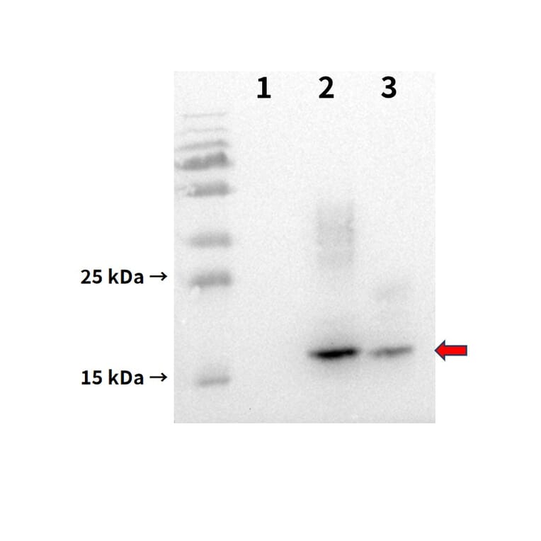 Western Blot - Anti-BCMA Antibody [DM6] - BSA and Azide free (A318678) - Antibodies.com