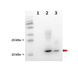 Western Blot - Anti-BCMA Antibody [DM6] - BSA and Azide free (A318678) - Antibodies.com