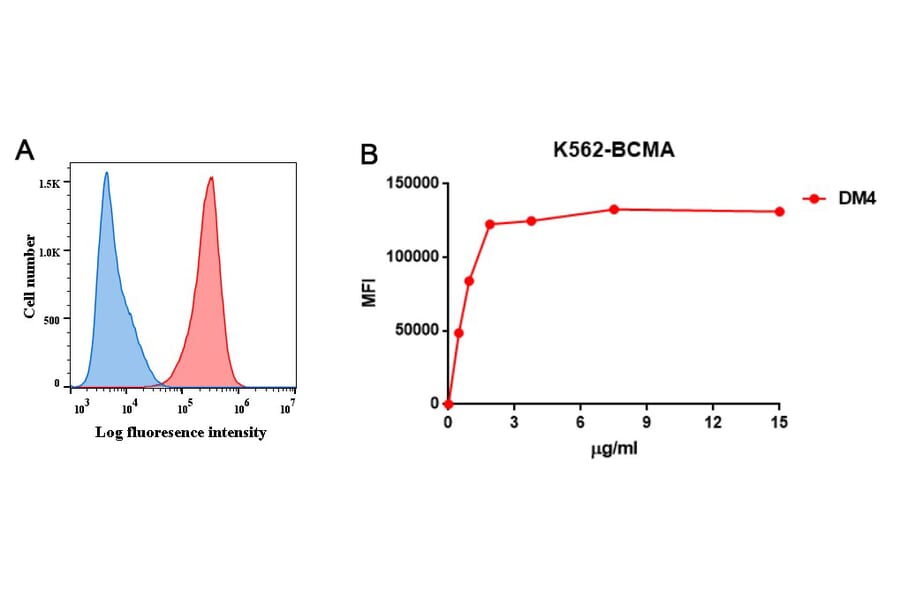 Flow Cytometry - Anti-BCMA Antibody [DM4] - BSA and Azide free (A318679) - Antibodies.com