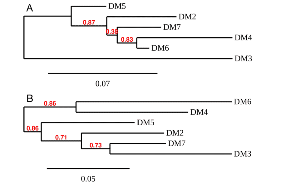 Phylogenetic Analysis - Anti-BCMA Antibody [DM4] - BSA and Azide free (A318679) - Antibodies.com