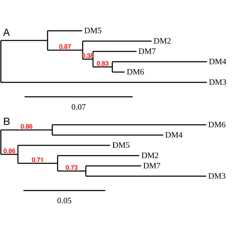 Phylogenetic Analysis - Anti-BCMA Antibody [DM4] - BSA and Azide free (A318679) - Antibodies.com