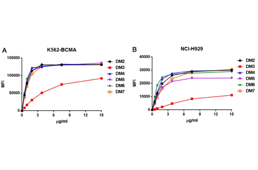 Flow Cytometry - Anti-BCMA Antibody [DM4] - BSA and Azide free (A318679) - Antibodies.com