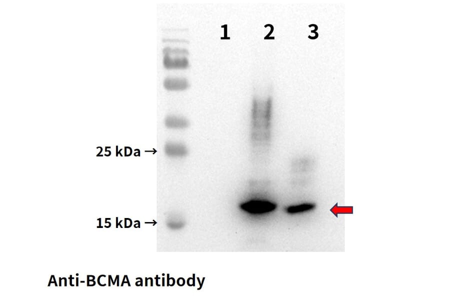 Western Blot - Anti-BCMA Antibody [DM4] - BSA and Azide free (A318679) - Antibodies.com