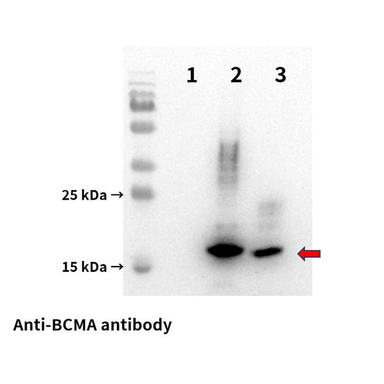 Western Blot - Anti-BCMA Antibody [DM4] - BSA and Azide free (A318679) - Antibodies.com