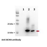 Western Blot - Anti-BCMA Antibody [DM4] - BSA and Azide free (A318679) - Antibodies.com