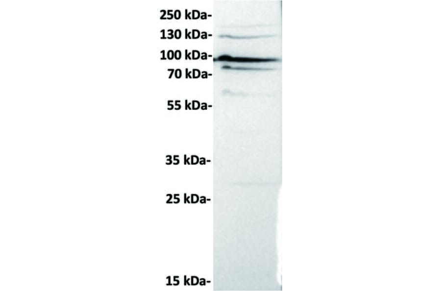 Western Blot - Anti-Cadherin 6 Antibody [DMC6765] - BSA and Azide free (A318690) - Antibodies.com