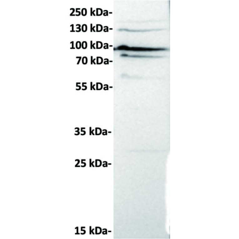 Western Blot - Anti-Cadherin 6 Antibody [DMC6765] - BSA and Azide free (A318690) - Antibodies.com
