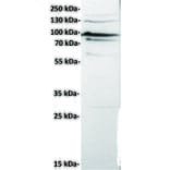Western Blot - Anti-Cadherin 6 Antibody [DMC6765] - BSA and Azide free (A318690) - Antibodies.com