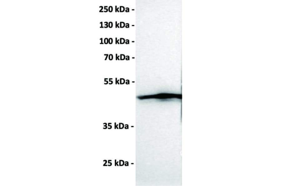 Western Blot - Anti-CCR1 Antibody [DMC465] - BSA and Azide free (A318725) - Antibodies.com