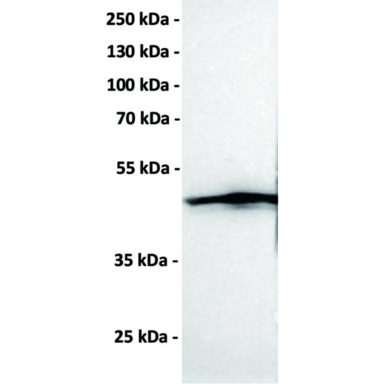Western Blot - Anti-CCR1 Antibody [DMC465] - BSA and Azide free (A318725) - Antibodies.com