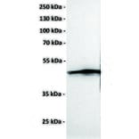 Western Blot - Anti-CCR1 Antibody [DMC465] - BSA and Azide free (A318725) - Antibodies.com