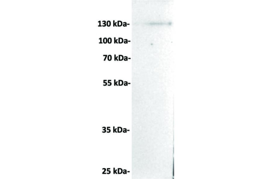 Western Blot - Anti-CD21 Antibody [DMC280] - BSA and Azide free (A318778) - Antibodies.com