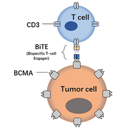 BiTE Cell Killing Assay - Anti-BCMA Antibody [DM16] - Azide free (A318801) - Antibodies.com