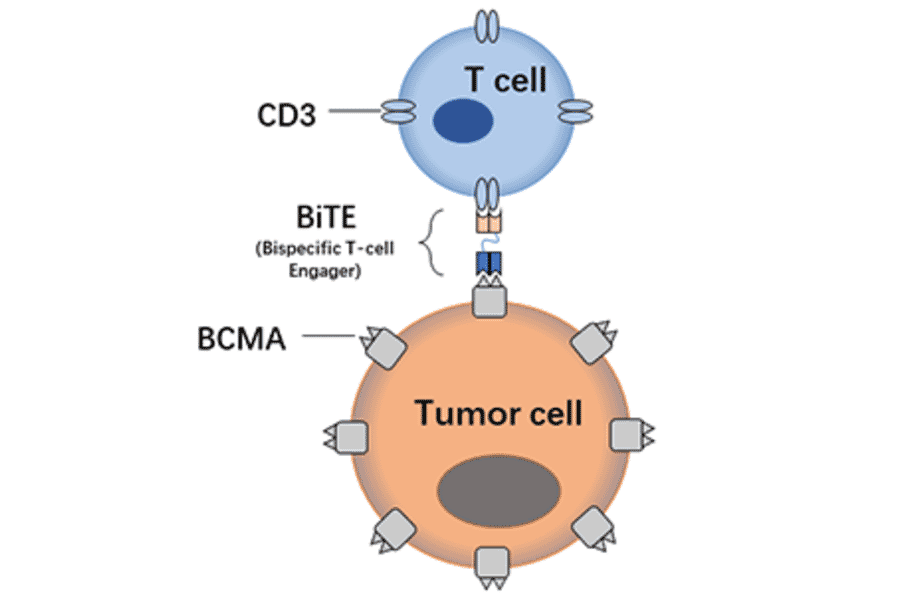 BiTE Cell Killing Assay - Anti-BCMA Antibody [DM4] - Azide free (A318802) - Antibodies.com