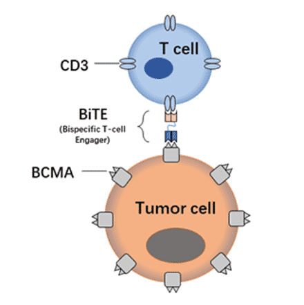 BiTE Cell Killing Assay - Anti-BCMA Antibody [DM4] - Azide free (A318802) - Antibodies.com