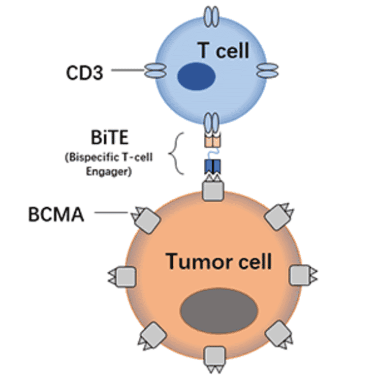 BiTE Cell Killing Assay - Anti-BCMA Antibody [DM4] - Azide free (A318802) - Antibodies.com