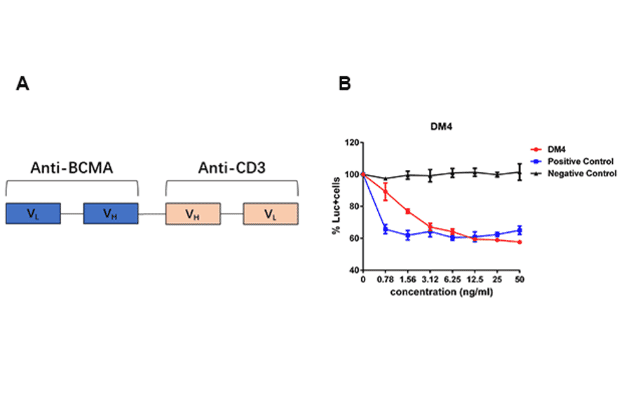 Flow Cytometry - Anti-BCMA Antibody [DM4] - Azide free (A318802) - Antibodies.com