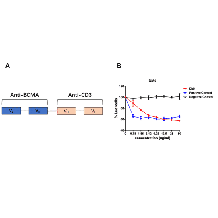 Flow Cytometry - Anti-BCMA Antibody [DM4] - Azide free (A318802) - Antibodies.com