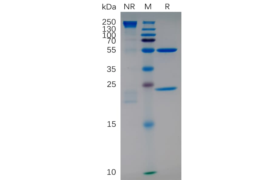SDS-PAGE - Anti-Integrin alpha 4/CD49D Humanized Antibody [Natalizumab Biosimilar] - Azide free (A318888) - Antibodies.com