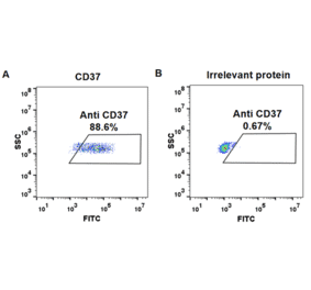 Flow Cytometry - Anti-CD37 Chimeric Antibody [Naratuximab Biosimilar] - Azide free (A318910) - Antibodies.com