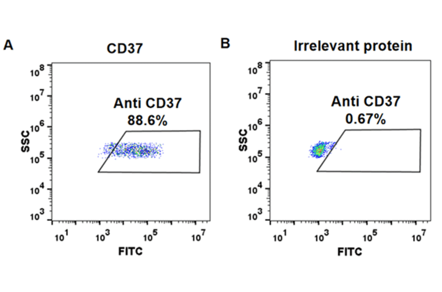 Flow Cytometry - Anti-CD37 Chimeric Antibody [Naratuximab Biosimilar] - Azide free (A318910) - Antibodies.com