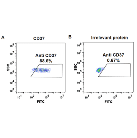 Flow Cytometry - Anti-CD37 Chimeric Antibody [Naratuximab Biosimilar] - Azide free (A318910) - Antibodies.com