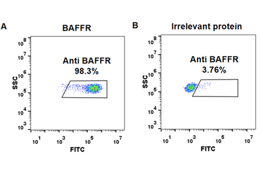 Flow Cytometry - Anti-BAFF-R Antibody [Ianalumab Biosimilar] - Azide free (A318911) - Antibodies.com