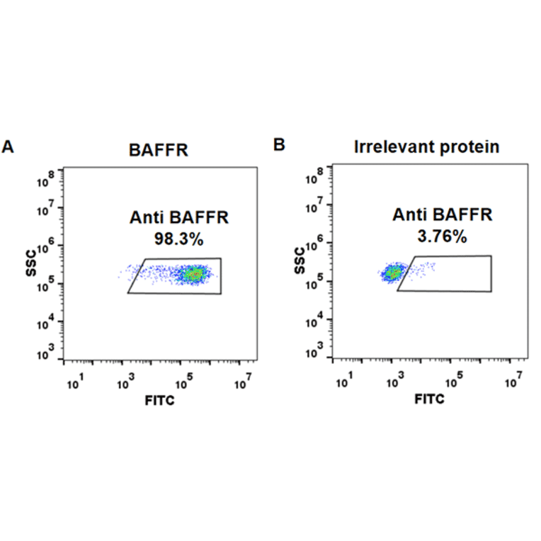 Flow Cytometry - Anti-BAFF-R Antibody [Ianalumab Biosimilar] - Azide free (A318911) - Antibodies.com