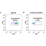 Flow Cytometry - Anti-BAFF-R Antibody [Ianalumab Biosimilar] - Azide free (A318911) - Antibodies.com