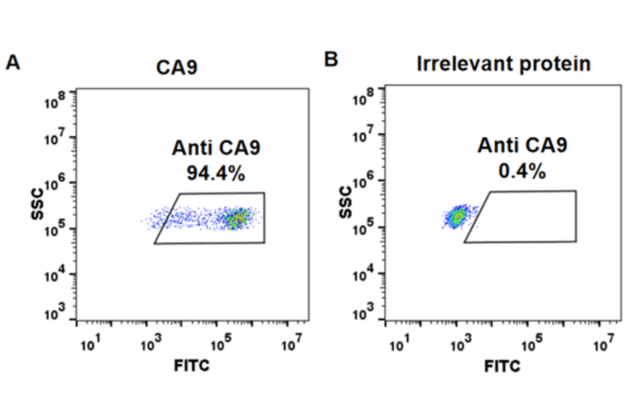 Flow Cytometry - Anti-Carbonic Anhydrase 9/CA9 Chimeric Antibody [Girentuximab Biosimilar] - Azide free (A318916) - Antibodies.com