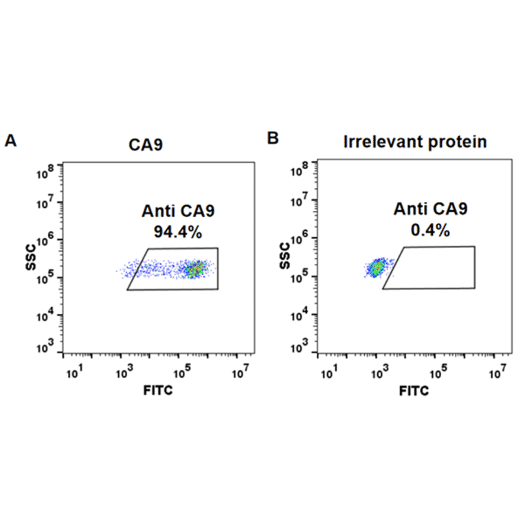 Flow Cytometry - Anti-Carbonic Anhydrase 9/CA9 Chimeric Antibody [Girentuximab Biosimilar] - Azide free (A318916) - Antibodies.com