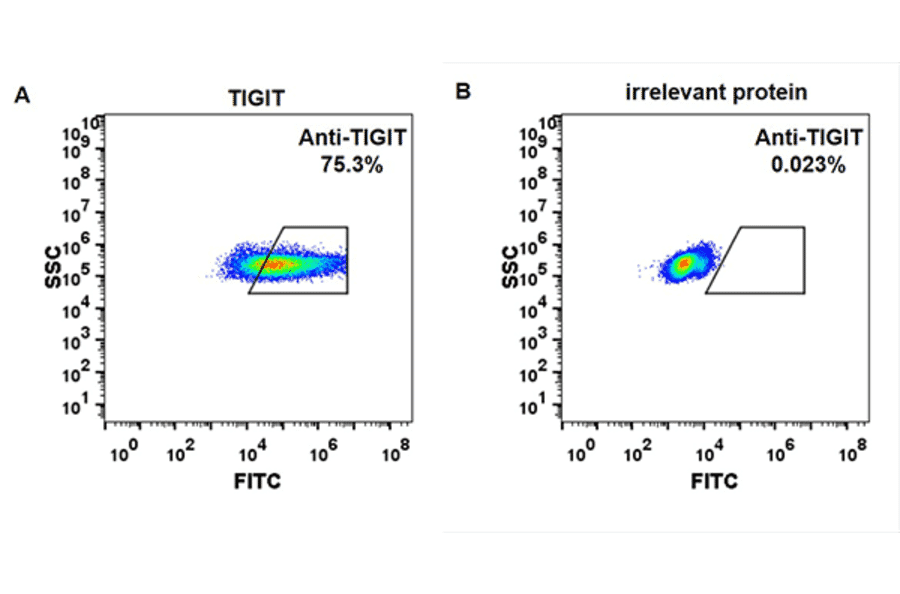 Flow Cytometry - Etigilimab Biosimilar - Anti-TIGIT Antibody - BSA and Azide free (A318932) - Antibodies.com