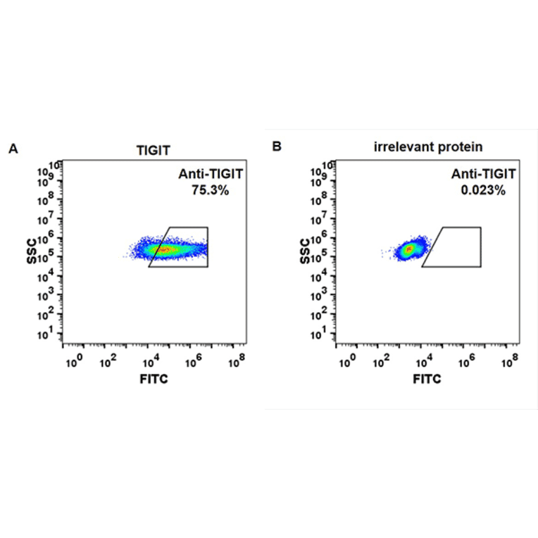 Flow Cytometry - Etigilimab Biosimilar - Anti-TIGIT Antibody - BSA and Azide free (A318932) - Antibodies.com