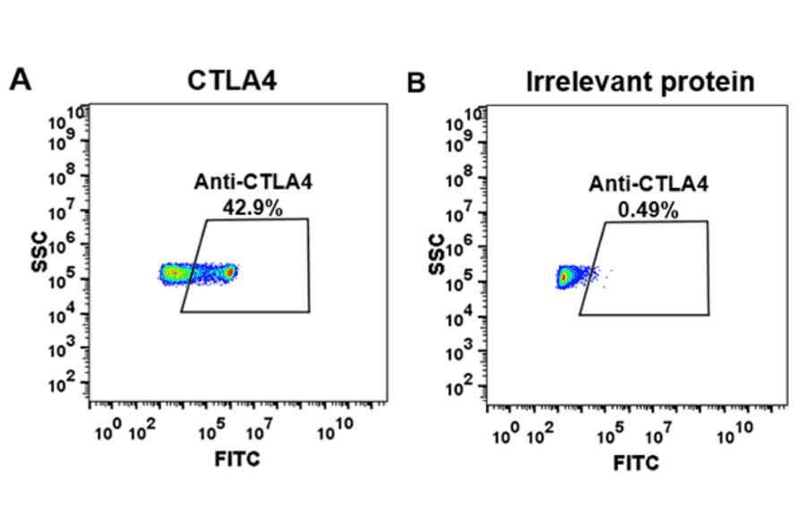 Flow Cytometry - Ipilimumab Biosimilar - Anti-CTLA4 Antibody - BSA and Azide free (A318934) - Antibodies.com