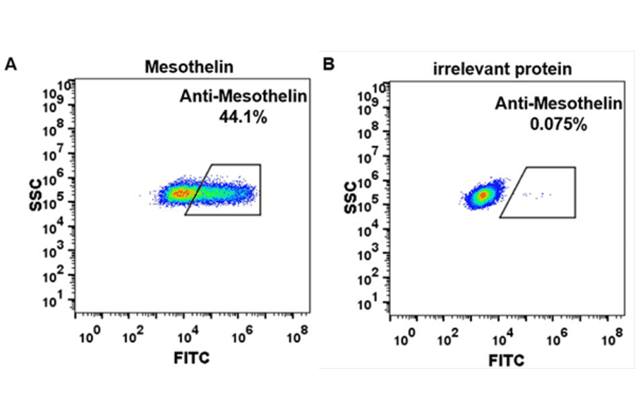 Flow Cytometry - Anti-Mesothelin Chimeric Antibody [Amatuximab Biosimilar] - Azide free (A318935) - Antibodies.com