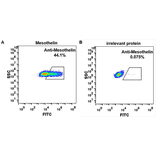 Flow Cytometry - Anti-Mesothelin Chimeric Antibody [Amatuximab Biosimilar] - Azide free (A318935) - Antibodies.com