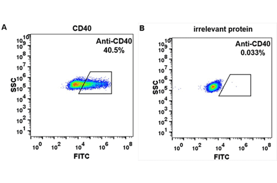 Flow Cytometry - Anti-CD40 Antibody [Iscalimab Biosimilar] - Azide free (A318936) - Antibodies.com