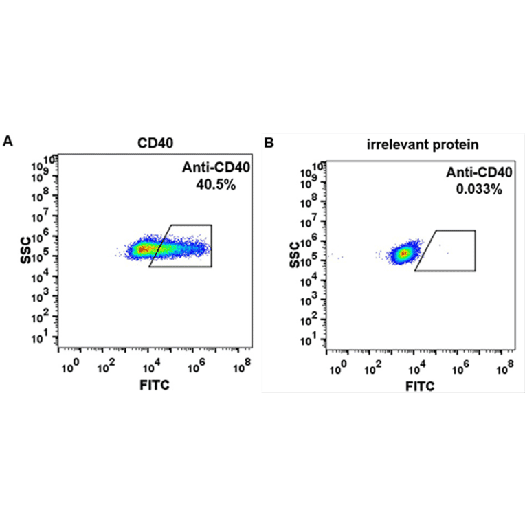 Flow Cytometry - Anti-CD40 Antibody [Iscalimab Biosimilar] - Azide free (A318936) - Antibodies.com