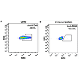 Flow Cytometry - Anti-CD40 Antibody [Iscalimab Biosimilar] - Azide free (A318936) - Antibodies.com