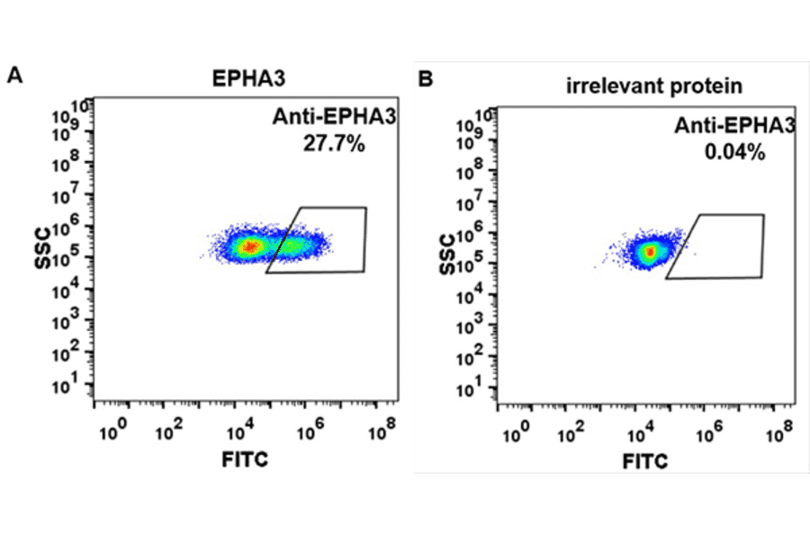 Flow Cytometry - Anti-Eph Receptor A3 Humanized Antibody [Ifabotuzumab Biosimilar] - Azide free (A318937) - Antibodies.com