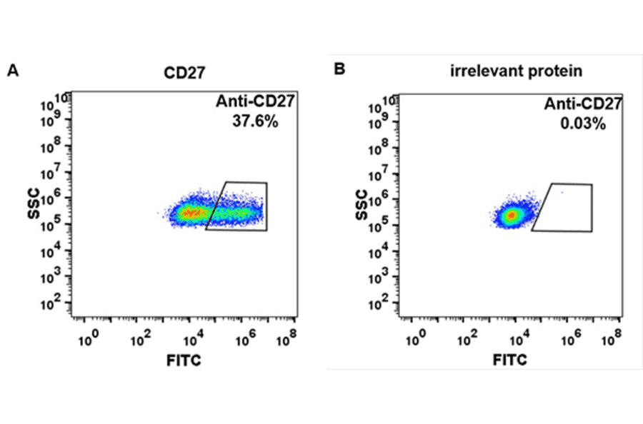Flow Cytometry - Varlilumab Biosimilar - Anti-CD27 Antibody - BSA and Azide free (A318938) - Antibodies.com