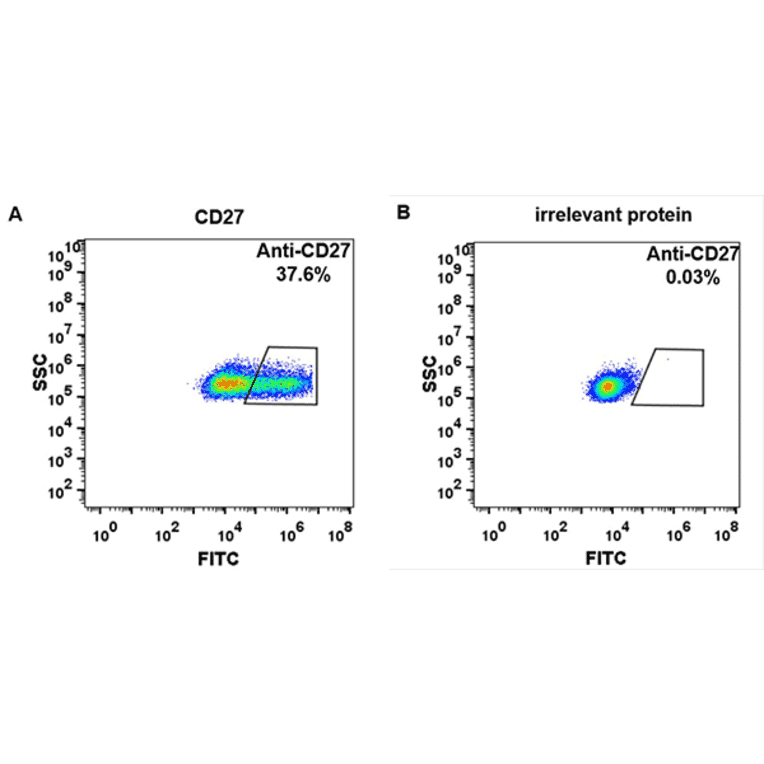 Flow Cytometry - Varlilumab Biosimilar - Anti-CD27 Antibody - BSA and Azide free (A318938) - Antibodies.com